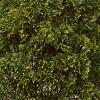 Thuja occidentalis 'Lutea', habit