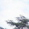 Thuja occidentalis 'Lutea', habit