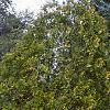 Thuja occidentalis 'Lutea', habit