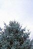 Thuja occidentalis 'Lutea', habit