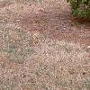Thuja occidentalis 'Lutea', habit