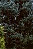 Thuja occidentalis 'Lutea', habit