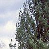 Thuja occidentalis 'Lutea', habit
