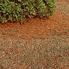 Thuja occidentalis 'Lutea', habit