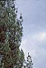 Thuja occidentalis 'Lutea', habit