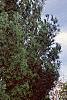 Thuja occidentalis 'Lutea', habit