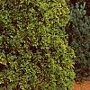 Thuja occidentalis 'Lutea', habit