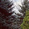 Thuja occidentalis 'Lutea', habit