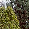 Thuja occidentalis 'Lutea', habit