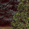 Thuja occidentalis 'Lutea', habit