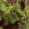 Thuja occidentalis 'Lutea', leaves