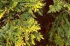 Thuja occidentalis 'Lutea', leaves