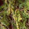 Thuja occidentalis 'Lutea', leaves