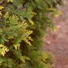 Thuja occidentalis 'Lutea', leaves