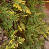 Thuja occidentalis 'Lutea', leaves