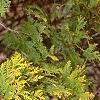 Thuja occidentalis 'Lutea', leaves