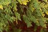 Thuja occidentalis 'Lutea', leaves