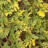 Thuja occidentalis 'Lutea', leaves