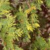 Thuja occidentalis 'Lutea', leaves