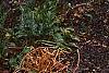 Thuja occidentalis pumila 'Sudworthii', habit