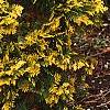 Thuja occidentalis pumila 'Sudworthii', habit