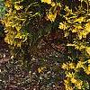 Thuja occidentalis pumila 'Sudworthii', habit