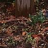Thuja occidentalis pumila 'Sudworthii', habit