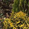 Thuja occidentalis pumila 'Sudworthii', habit