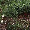 Thuja occidentalis pumila 'Sudworthii', habit