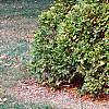 Thuja occidentalis 'Sunkist', habit