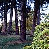 Thuja occidentalis 'Sunkist', habit