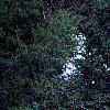 Thuja occidentalis 'Sunkist', habit