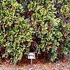 Thuja occidentalis 'Sunkist', habit