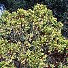 Thuja occidentalis 'Sunkist', habit