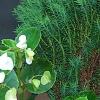 Thuja occidentalis 'Teddy', habit
