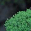 Thuja occidentalis 'Teddy', habit