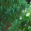 Thuja occidentalis 'Teddy', habit