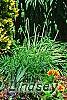 Thuja occidentalis 'Yellow Ribbon', habit