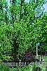 Thuja occidentalis 'Yellow Ribbon', habit