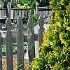 Thuja occidentalis 'Yellow Ribbon', habit