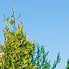 Thuja occidentalis 'Yellow Ribbon', habit