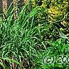 Thuja occidentalis 'Yellow Ribbon', habit
