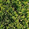Thuja occidentalis 'Yellow Ribbon', habit