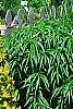 Thuja occidentalis 'Yellow Ribbon', habit