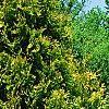 Thuja occidentalis 'Yellow Ribbon', habit