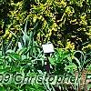 Thuja occidentalis 'Yellow Ribbon', habit