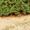 Platycladus orientalis, habit