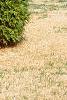 Platycladus orientalis, habit
