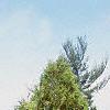 Platycladus orientalis, habit