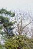 Platycladus orientalis, habit